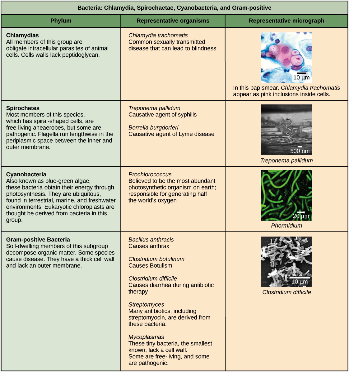 Prokaryote classification and diversity (article) | Khan Academy