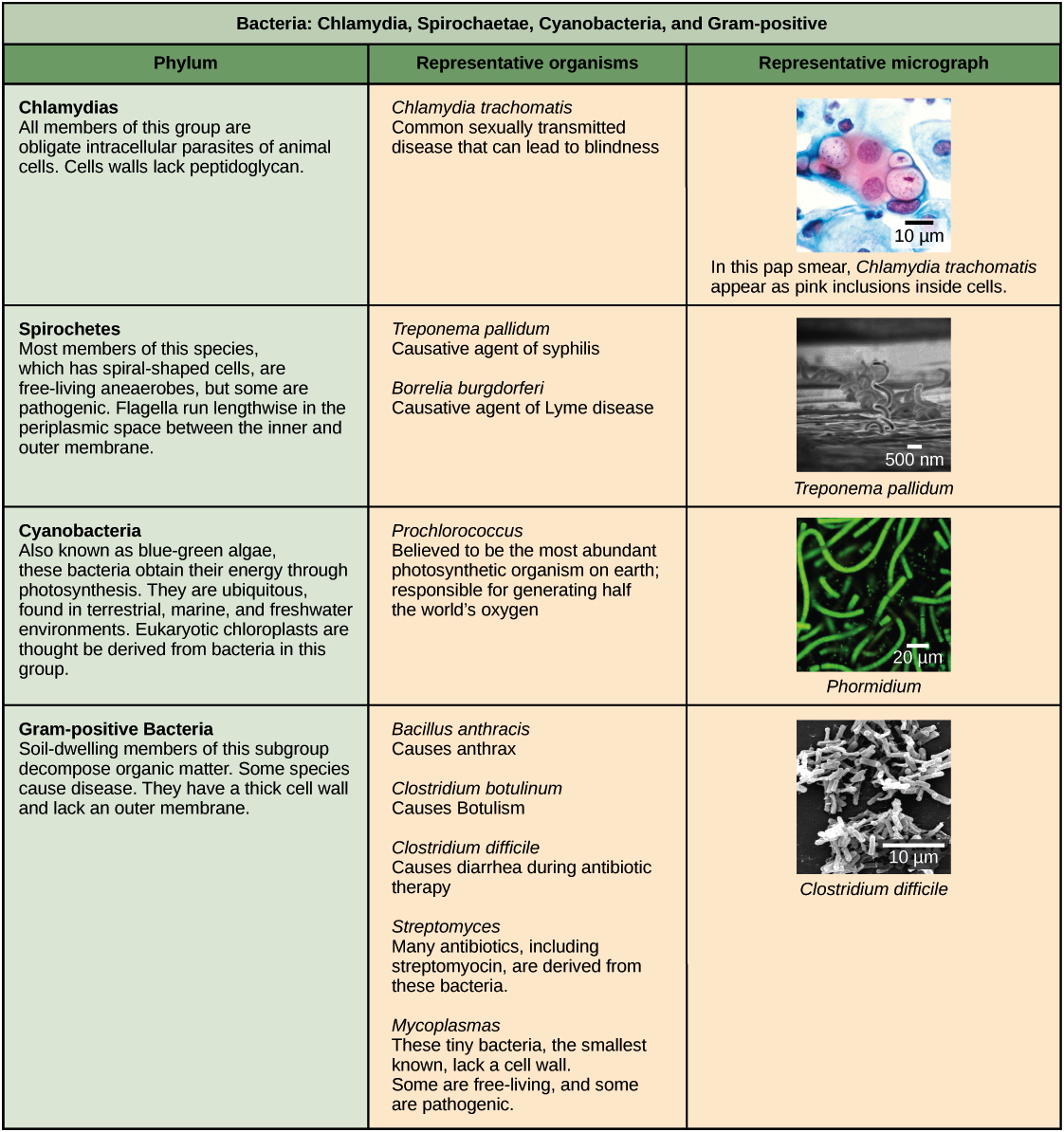 diseases caused by bacteria chart