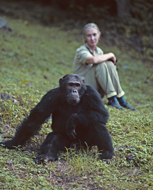 Is a Chimp a Monkey? - Jane Goodall : Jane Goodall