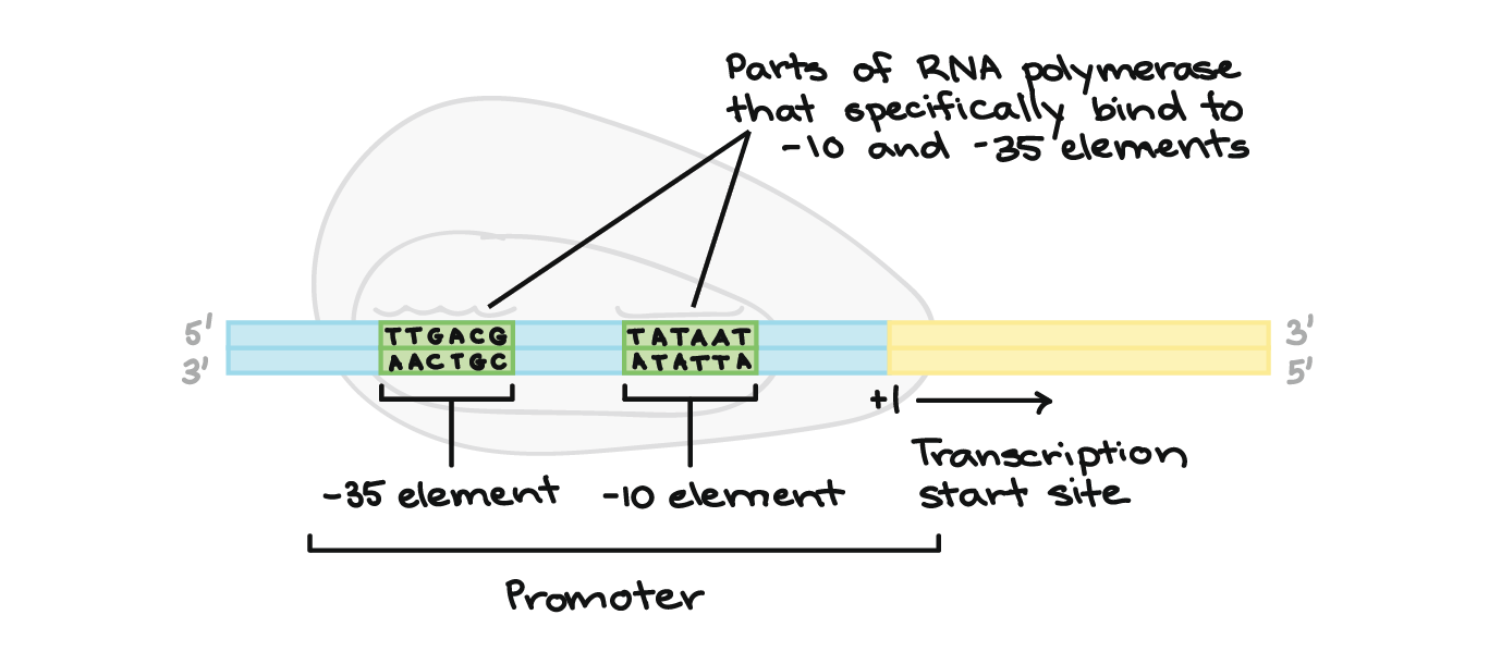 rna-polymerase-binding-site-for