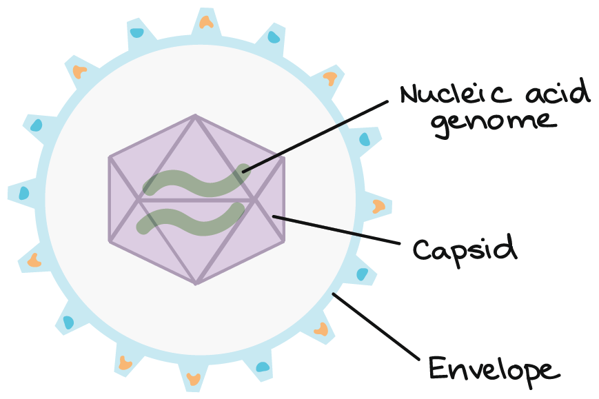 virus diagram labeled capsid