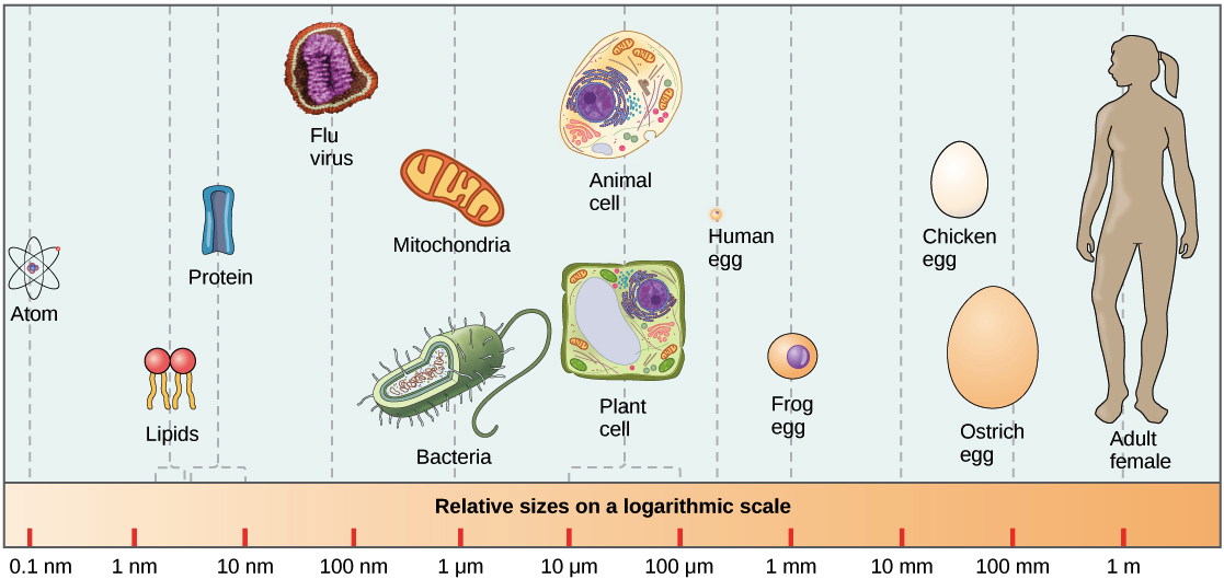 prokaryotic animal cell