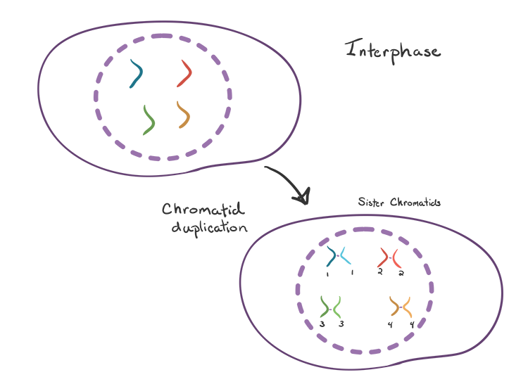 meiosis interphase