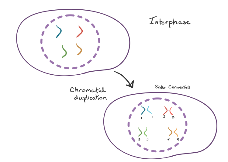 interphase of mitosis