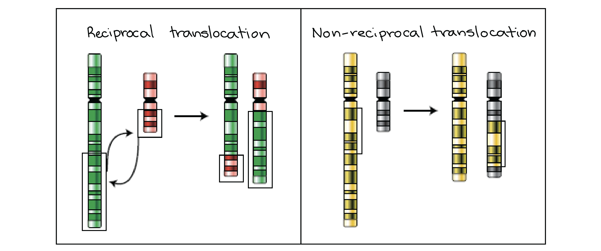 Diagrama da representação esquemática das translocações recíprocas e não recíprocas.

Translocação recíproca: troca de fragmentos entre dois cromossomos não homólogos. Nenhum material genético se perde, mas os cromossomos resultantes são híbridos, cada um contendo segmentos encontrados normalmente  em um cromossomo diferente.

Translocação não recíproca: um fragmento é removido de um cromossomo doador e inserido em um cromossomo receptor. O cromossomo doador perde uma região, enquanto que o cromossomo receptor ganha uma região normalmente não encontrada nesse cromossomo.