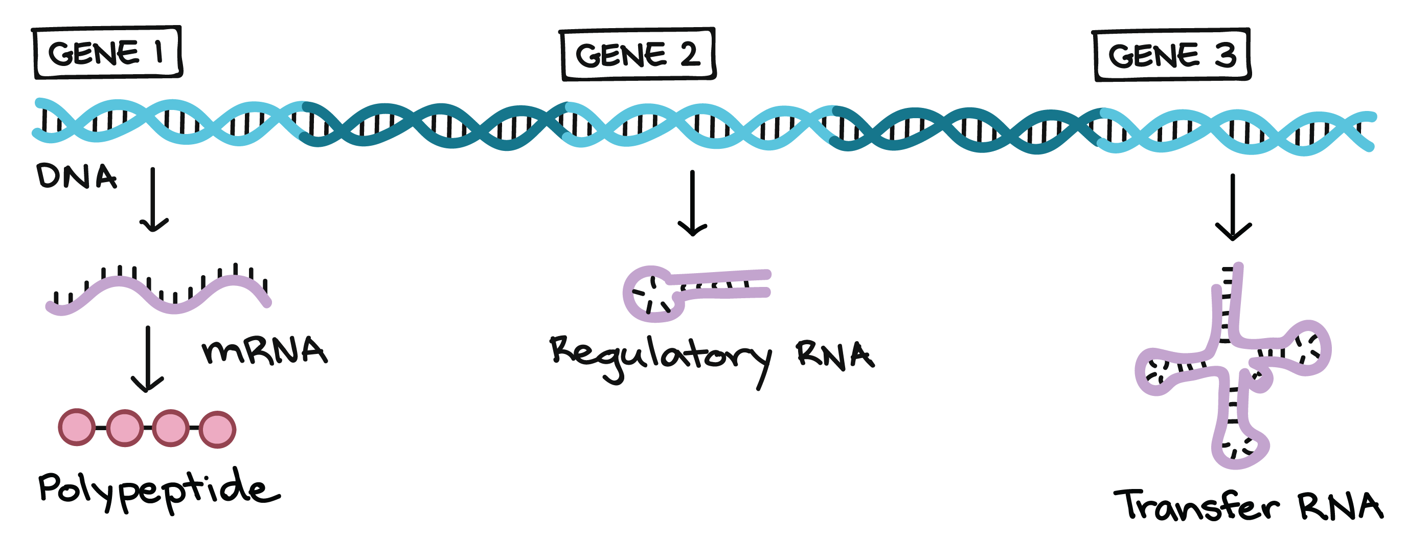 Examples of different functional products that genes can specify.

In this example, there is a stretch of DNA that contains three different genes:

* Gene 1 encodes an mRNA, which is then translated to make a polypeptide (protein or protein subunit).

* Gene 2 encodes a regulatory RNA. This RNA is not translated into a polypeptide, but rather, carries out a job in the cell itself (regulating expression of other genes).

* Gene 3 encodes a transfer RNA (tRNA). This RNA is also not translated into a polypeptide. Instead, it folds into a complex cloverleaf shape and will play a key role in the synthesis of proteins.