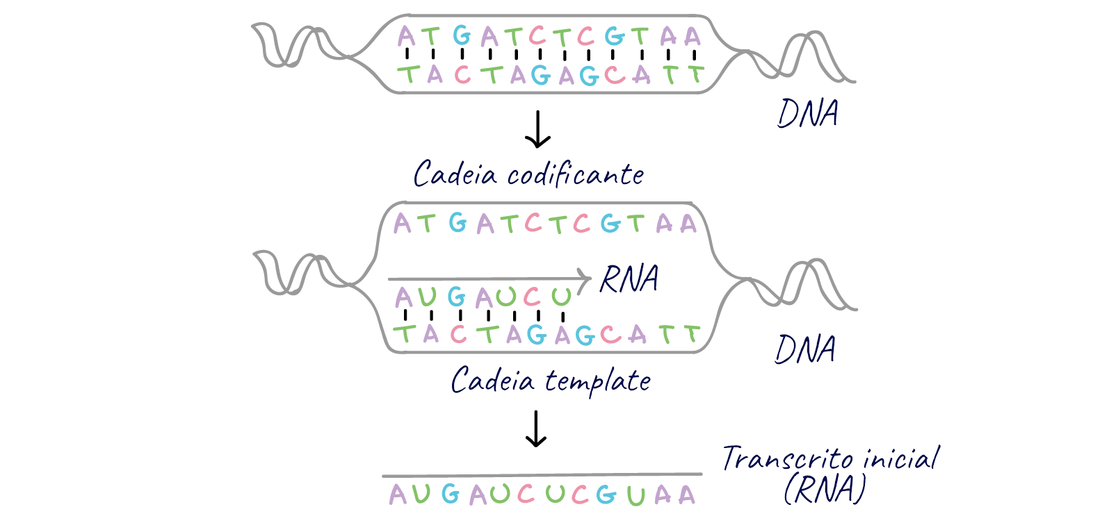 Introdução à expressão génica (dogma central da biologia molecular)  (artigo) | Khan Academy, image size:1608x766