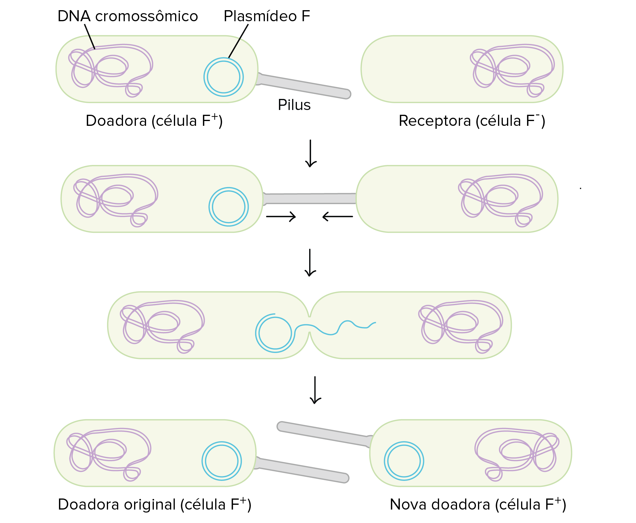 1. Uma célula doadora F+ contém DNA cromossomal e um plasmídio F.  Ele também contém um pilus em forma de bastonete. A célula receptora F- tem apenas DNA cromossomal e não possui plasmídeo F.

2. A célula doadora usa seu pilus para se ligar à célula receptora, e as duas células se aproximam. 

3. Um canal se forma entre o citoplasma das duas células, e uma única fita do plasmídio F passa por ele. 

4. Agora ambas as células possuem um plasmídio F e são F+. O receptor se torna um doador e pode formar um pilus. 