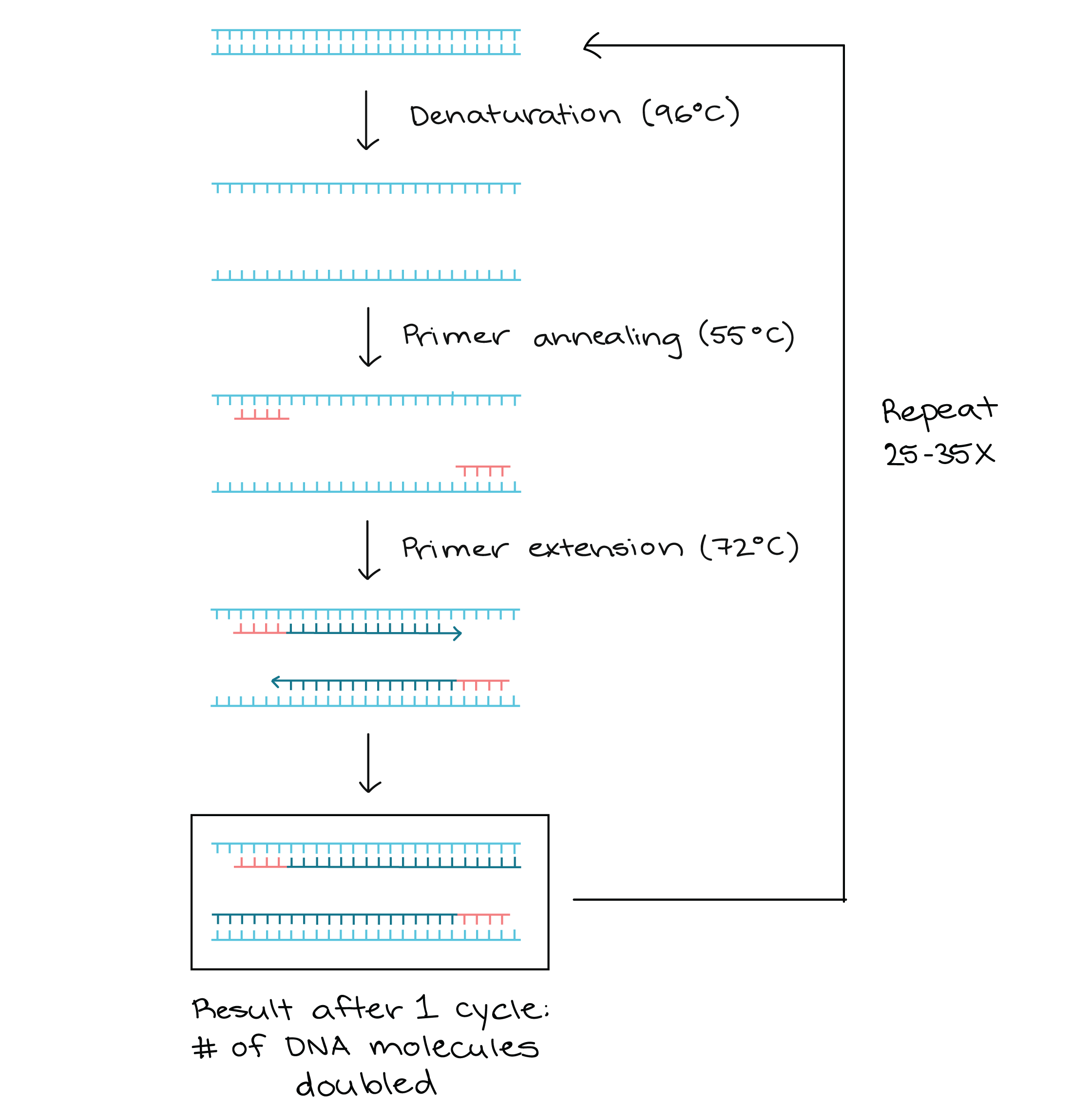 PCR (Polymerase Chain Reaction) extension on Make a GIF