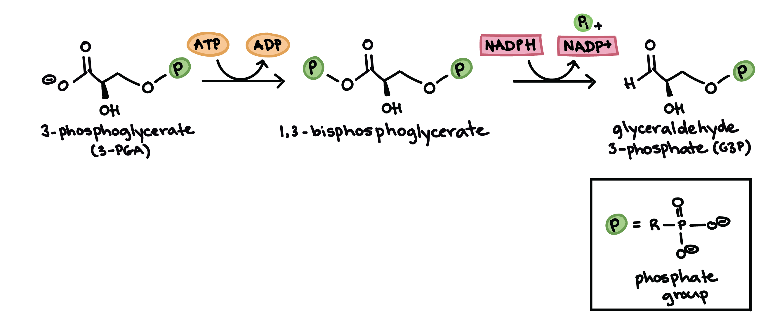 write-the-overall-equation-for-photosynthesis-in-boxes-below-tessshebaylo