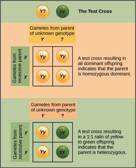 trait biology example