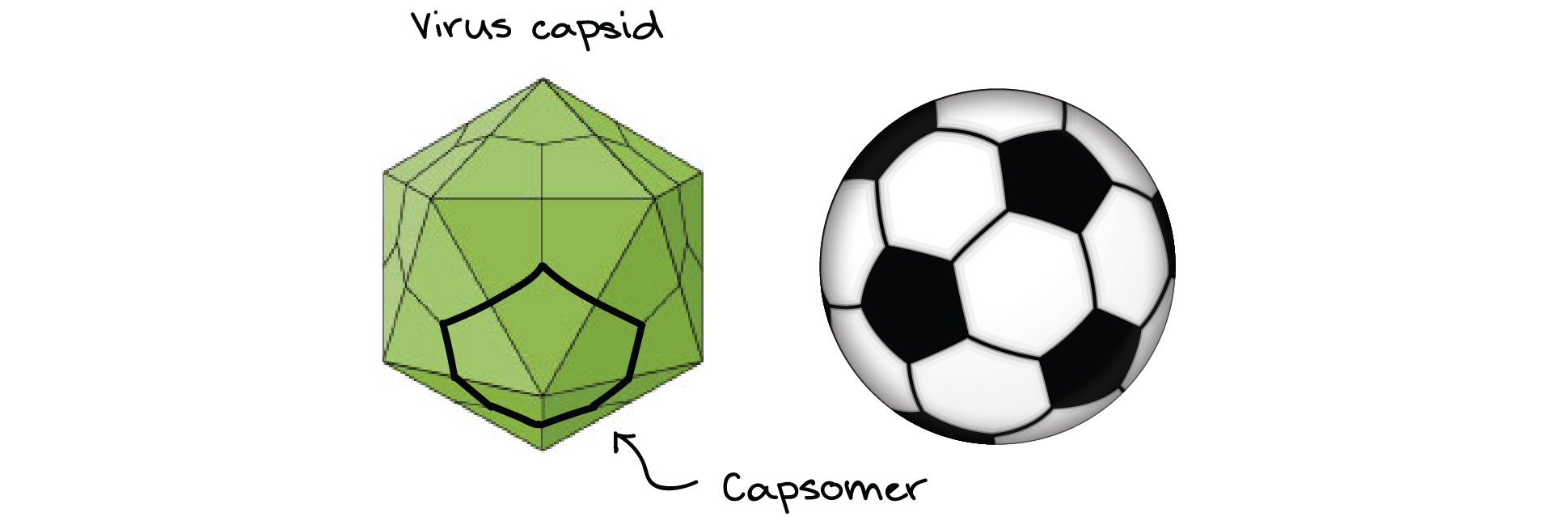 Comparison of a soccer ball with a virus capsid. The hexagons are one type of capsomer while the pentagon are another type. Both types of capsomer are assembled from individual virus proteins.