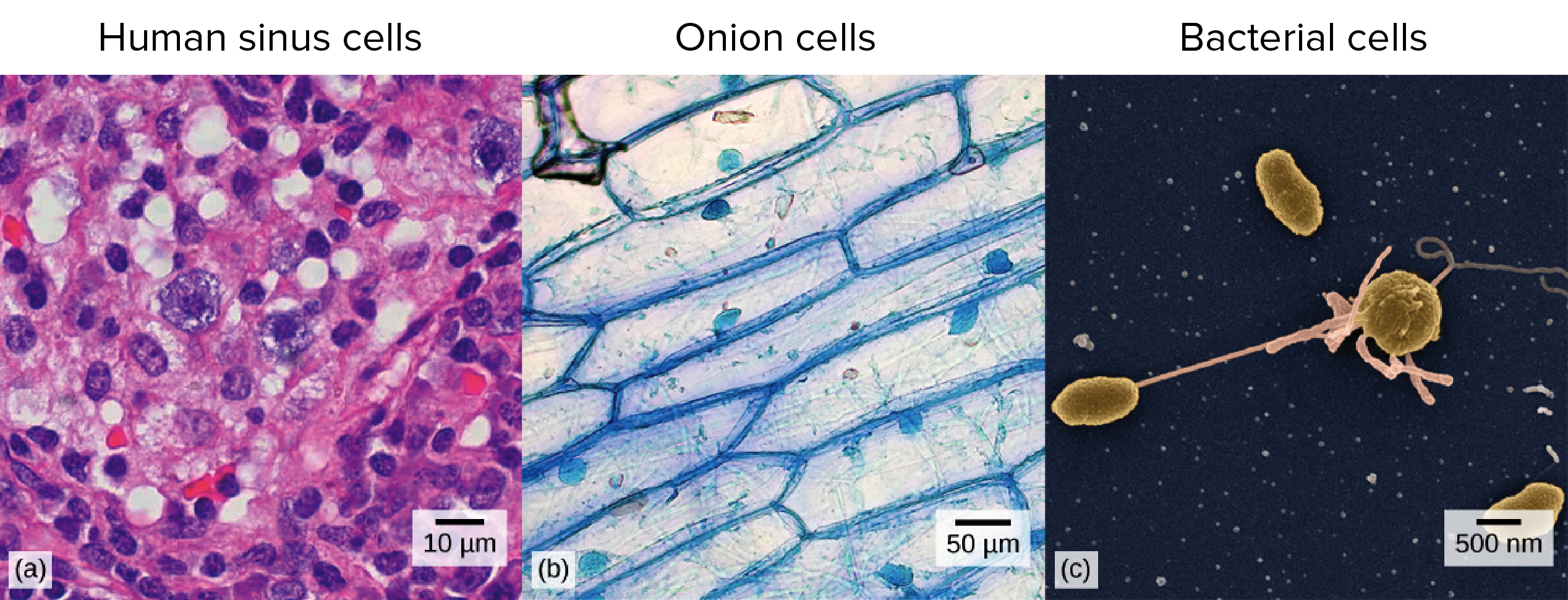 Micrographs of human, onion, and bacterial cells.