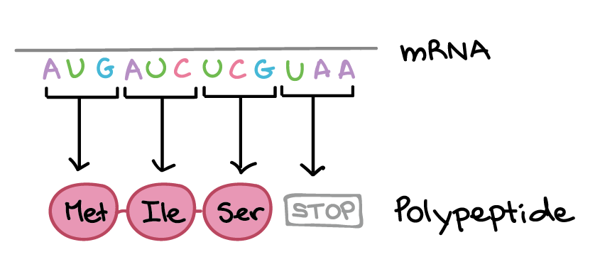 A sequência de RNAm é:

5'-AUGAUCUCGUAA-5'

A tradução envolve a leitura dos nucleotídeos do RNAm em grupos de três, cada qual especifica um aminoácido (ou fornece um sinal de parada indicando que a tradução terminou).

3'-AUG AUC UCG UAA-5'

AUG $\rightarrow$ Metionina
AUC $\rightarrow$ Isoleucina
UCG $\rightarrow$ Serina
UAA $\rightarrow$ "Pare"

Sequência de polipeptídeo: (N-terminal) Metionina-Isoleucina-Serina (C-terminal)