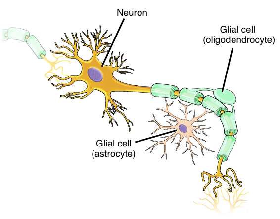 connective tissue body diagram