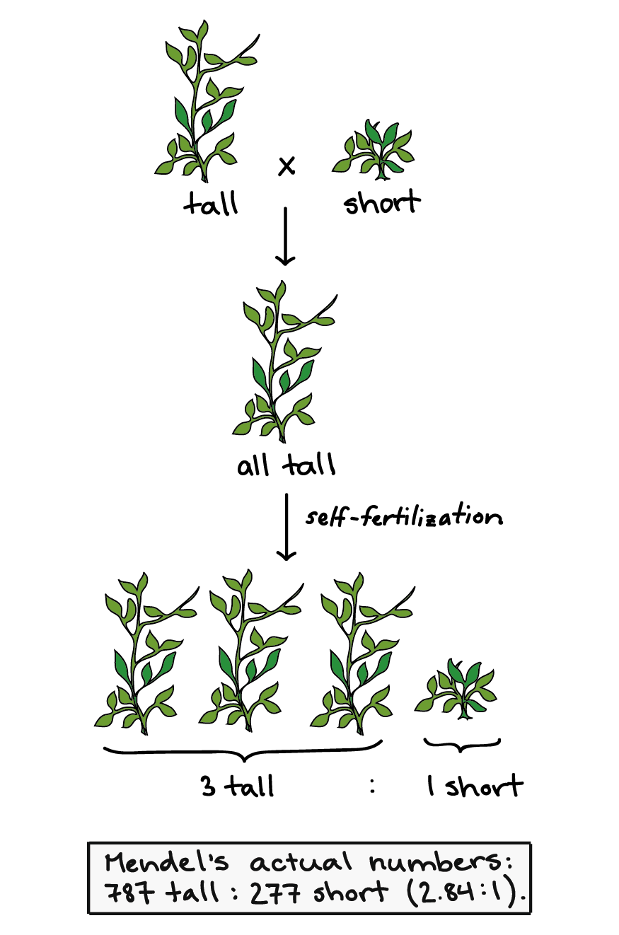 Gregor Johann Mendel Experiment