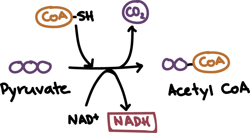 Pyruvate oxidation, Cellular respiration (article)