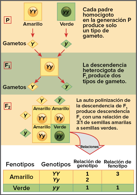 Leyes de Mendel: cuáles son y ejemplos - Significados