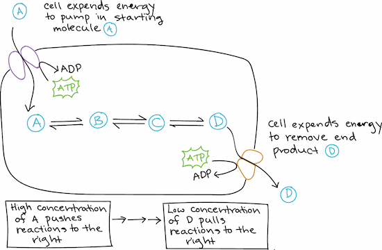 Free energy, Endergonic vs exergonic reactions (article)