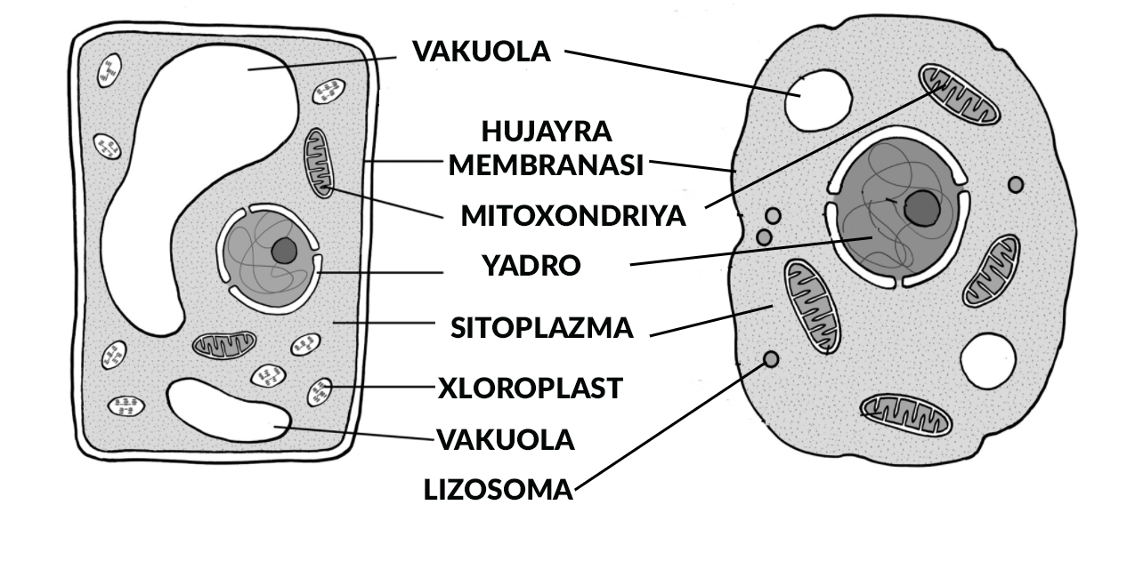Erkaklar xotinlariga musht tushiradilar