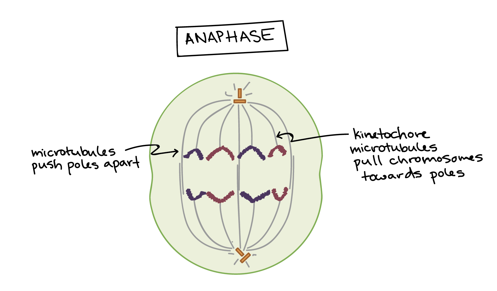 Phases Of Mitosis Mitosis Biology Article Khan Academy