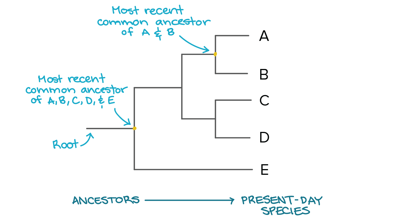 Phylogenetic trees | Evolutionary tree (article) | Khan Academy