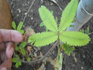 Video corto (GIF) de una planta de _Mimosa pudica_ que responde al tacto. Cuando se toca la punta de una rama, las hojas de esa rama se doblan rápidamente en serie, comenzando por aquellas más cercanas al lugar de contacto.