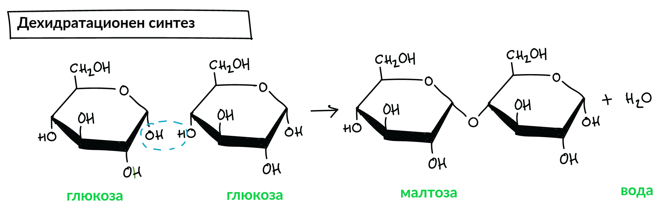 Схема синтеза лактозы