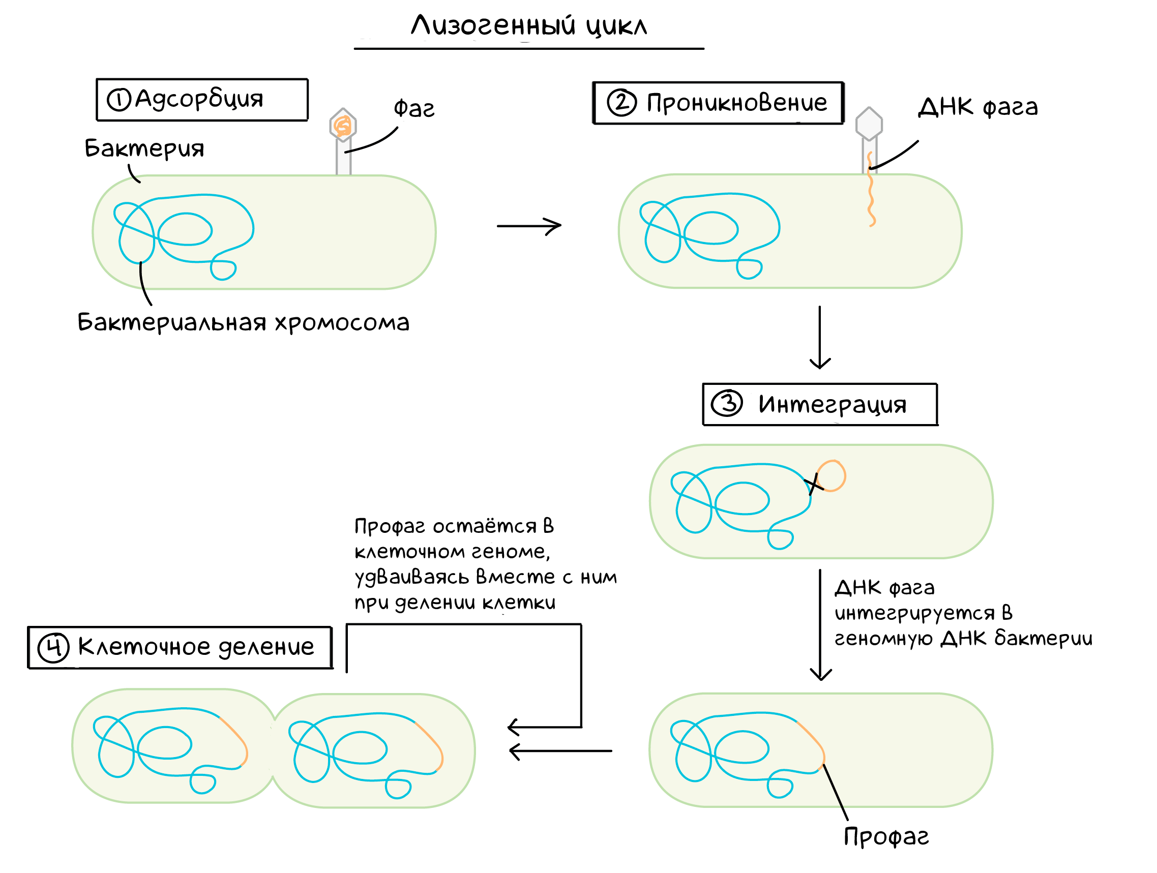 Лизогенный цикл. Литический и лизогенный цикл бактериофага. Схема развития бактериофага в бактериальной клетке. Лизогенный жизненный цикл вируса. Жизненный цикл бактериофага.