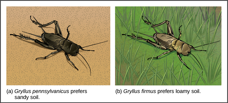 reproductive isolation speciation