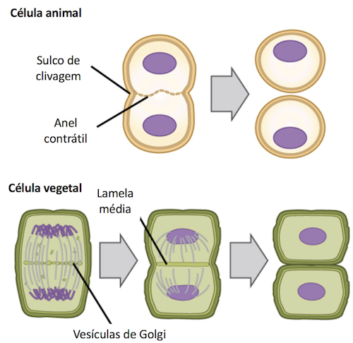 Fases do ciclo celular (artigo)