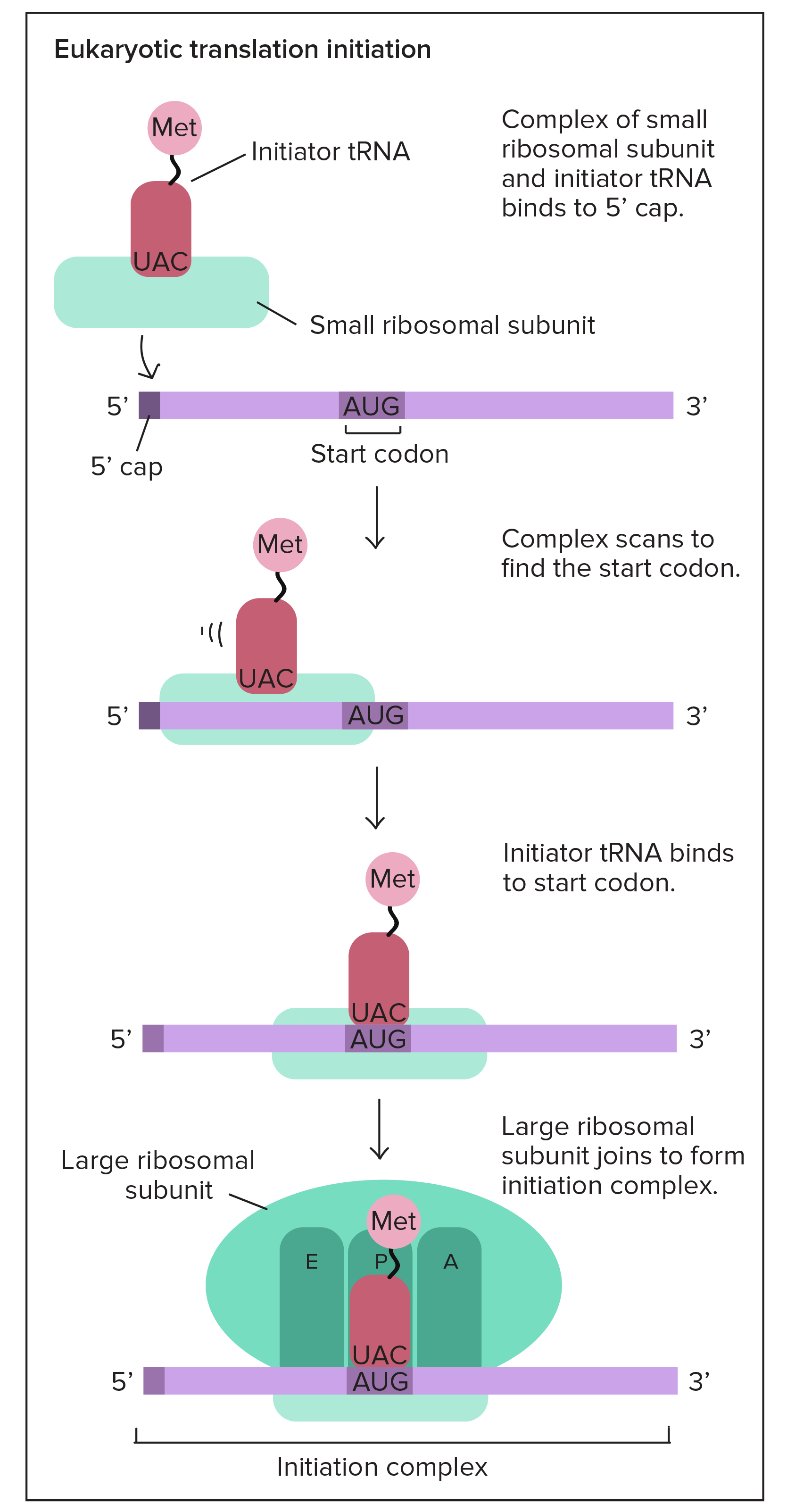 Iniciação da tradução eucariótica:

1. Complexo de subunidade ribossômica pequena e RNAt iniciador (transportando metionina) se liga ao 5' do RNAm.
2. O complexo escaneia do 5' para o 3' para encontrar o códon de iniciação (AUG).
3. O RNAt iniciador se liga ao códon de iniciação.
4. A subunidade ribossômica grande se reúne a RNAm, RNAt iniciador e subunidade ribossômica pequena para formar o complexo de iniciação. O RNAt iniciador é posicionado no sítio P do ribossomo montado.

Essas etapas são auxiliadas por fatores de iniciação (não representados no diagrama).