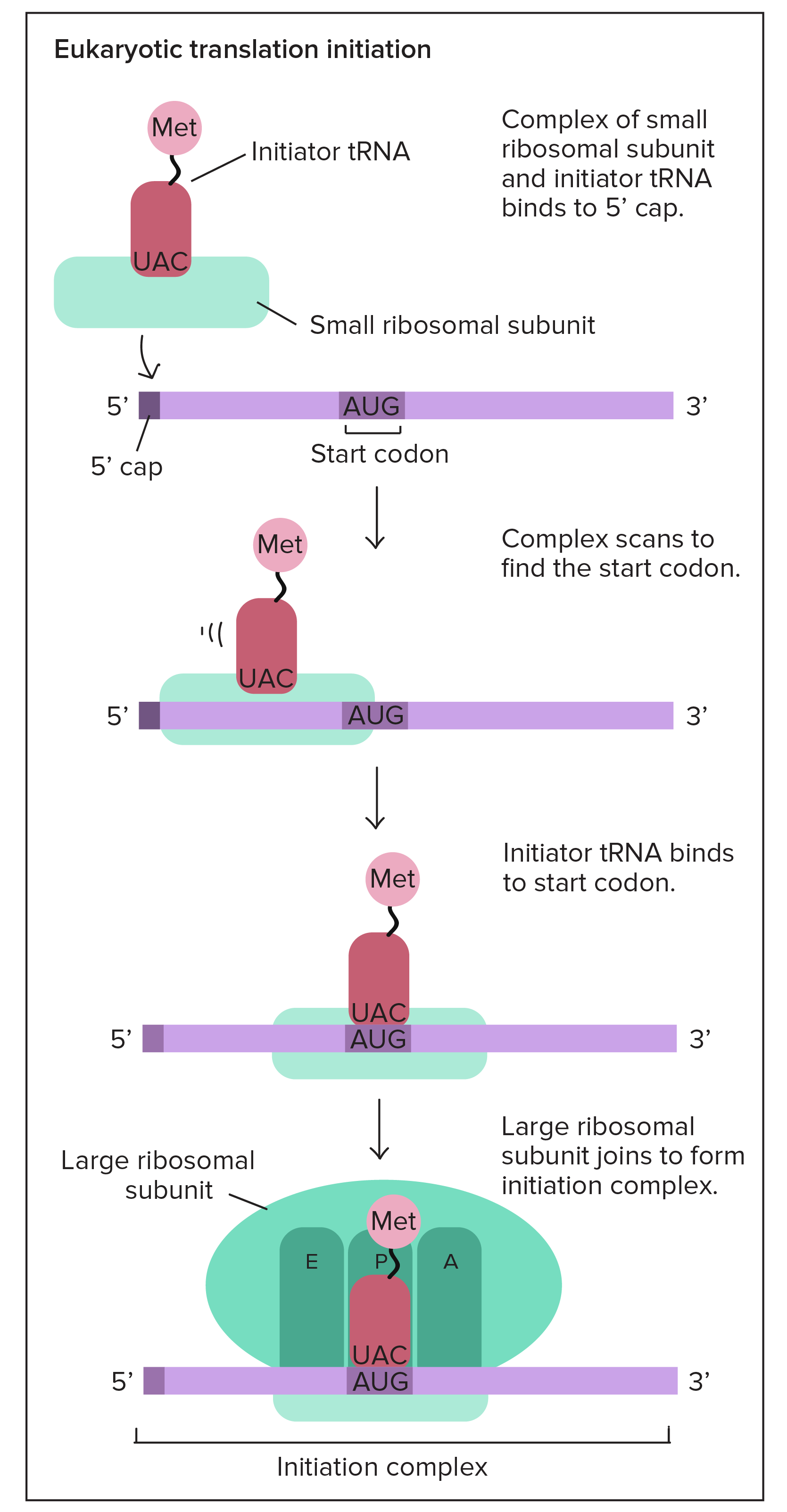 Eukaryotic translation initiation:

1. Complex of small ribosomal subnit and initiator tRNA (bearing methionine) binds to 5' cap of mRNA.
2. Complex scans from 5' to 3' to find the start codon (AUG).
3. Initiator tRNA binds to start codon.
4. Large ribosomal subunit comes together with the mRNA, initiator tRNA, and small ribosomal subunit to form the initiation complex. The initiator tRNA is positioned in the P site of the assembled ribosome.

These steps are assisted by initiation factors (not shown in diagram).