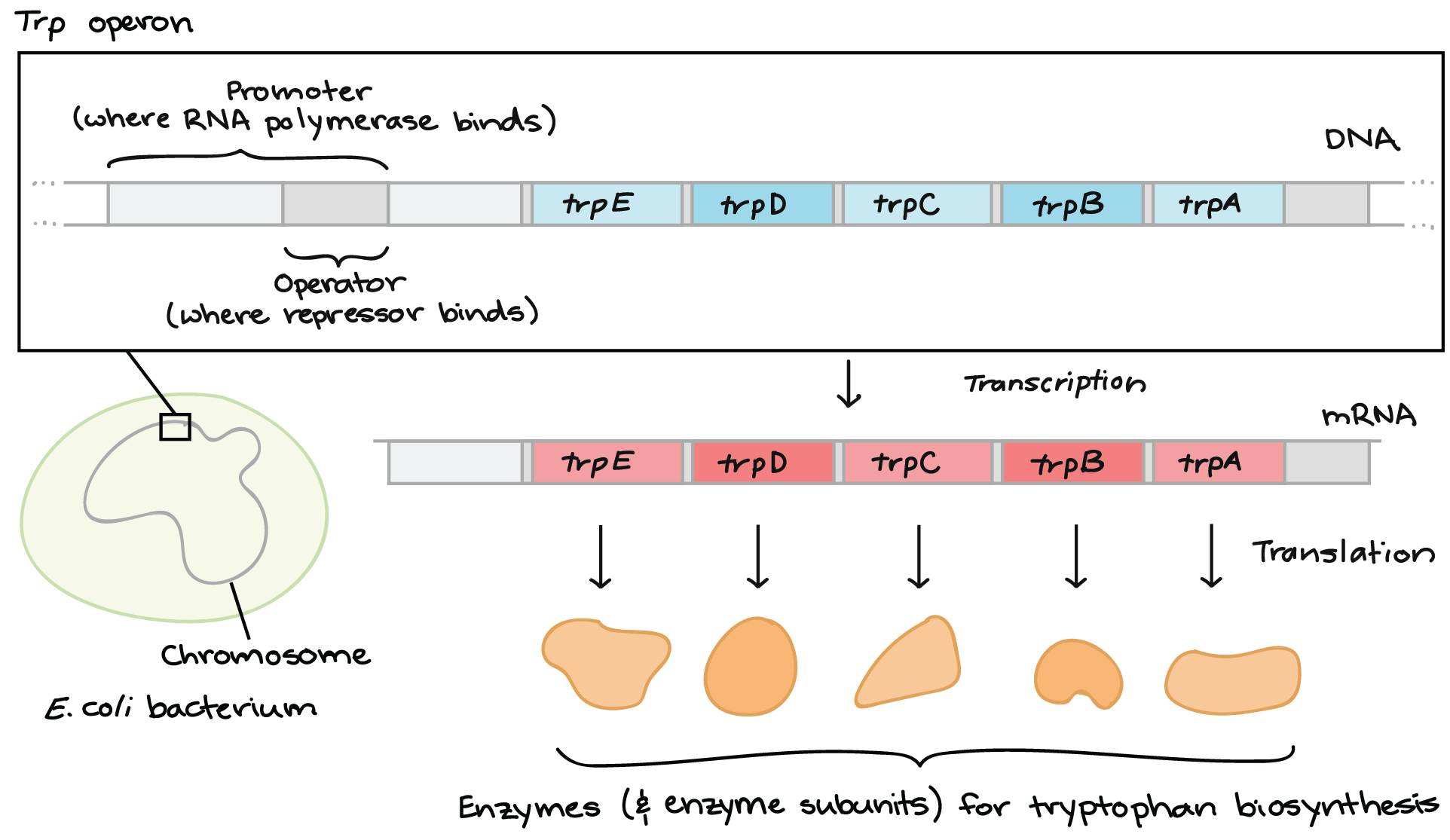 Tryptophan Operon