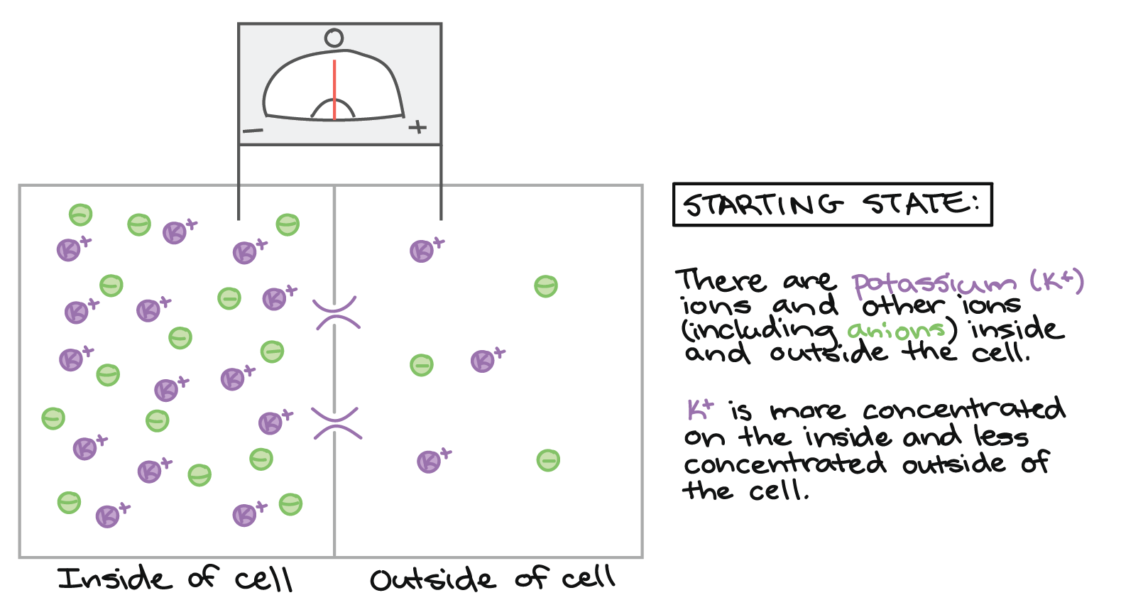 Starting state: Zero voltage across the membrane, as measured by a voltmeter with one electrode inside and one electrode outside the cell. The inside of the cell and the outside of the cell are separated by a membrane with potassium channels, which are initially closed. There is a higher concentration of potassium ions on the inside of the cell than on the outside. Each potassium ion (on either side of the membrane) is balanced by an anion, so the system as a whole is electrically neutral.