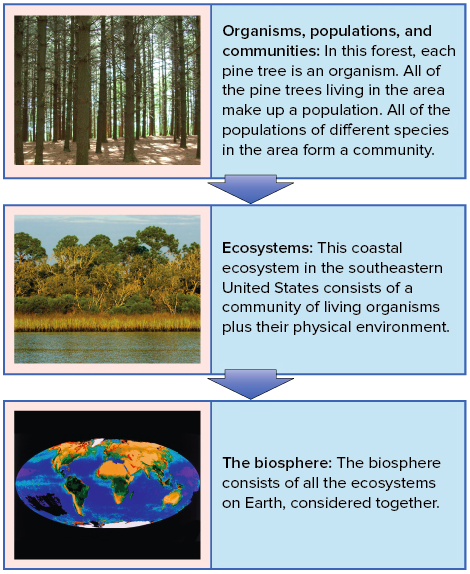 Chart Of Ecological Relationships Answers