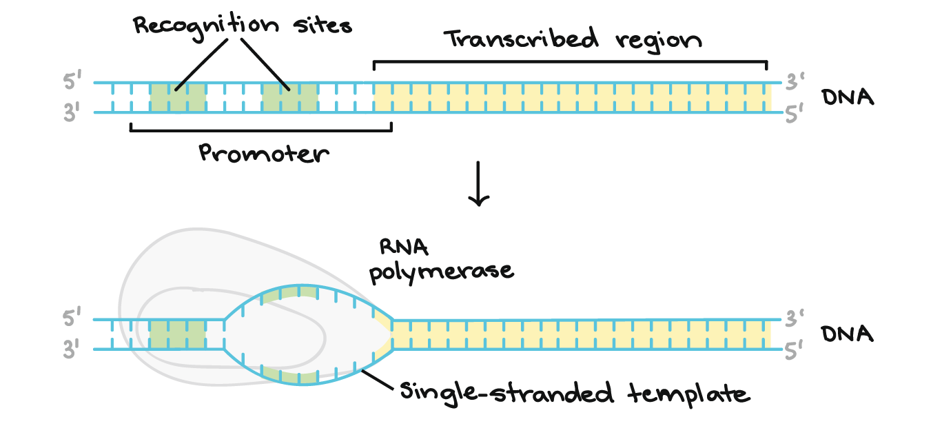 transcription diagram labeled