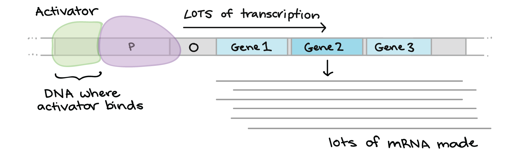 Which Of The Following Statements Is True About Gene Regulation In Bacteria