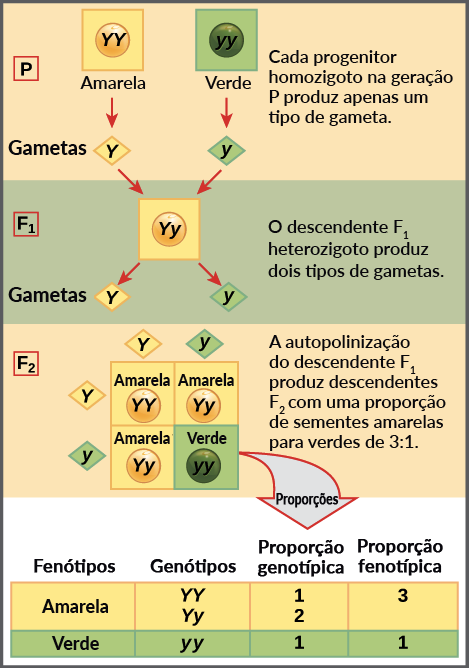 A lei da segregação (artigo) | Khan Academy