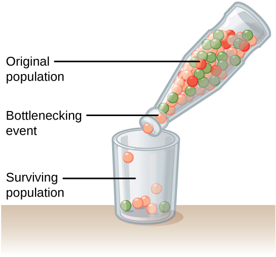 founder effect biology