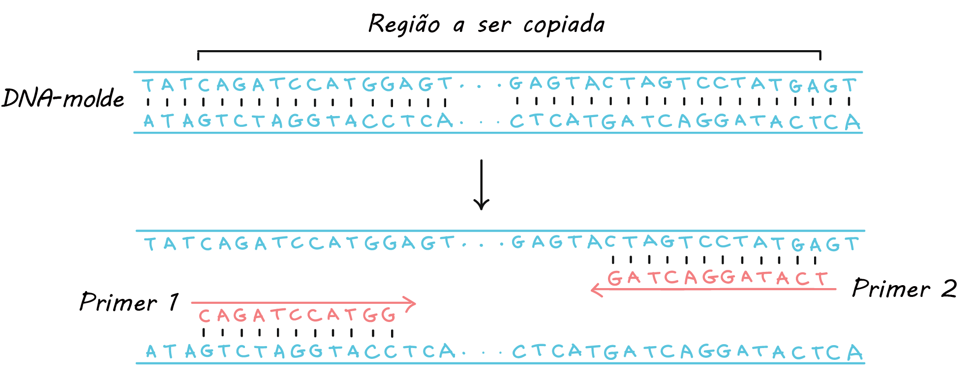 DNA molde:

5' TATCAGATCCATGGAGT...GAGTACTAGTCCTATGAGT 3'
3' ATAGTCTAGGTACCTCA...CTCATGATCAGGATACTCA 5'

Primer 1: 5' CAGATCCATGG 3'
Primer 2: 