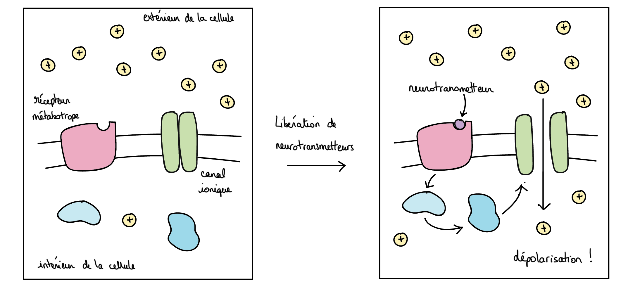 Neurotransmetteurs et récepteurs (leçon)