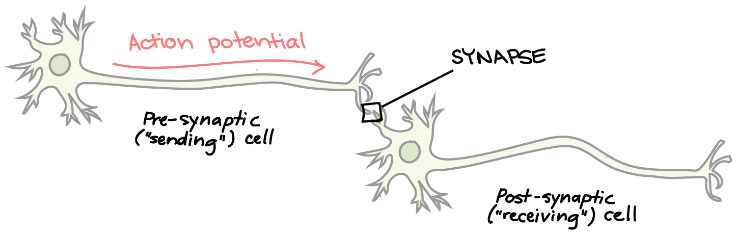 The Synapse Article Human Biology Khan Academy