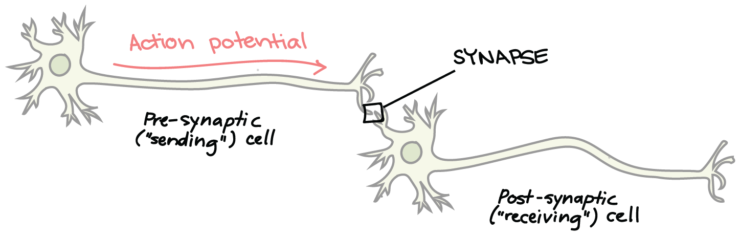 neuron diagram synapse