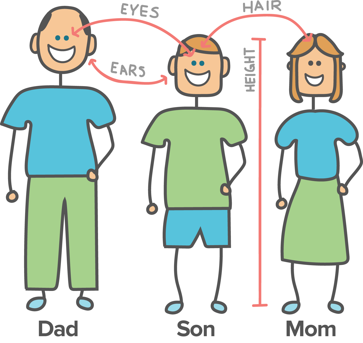 heredity examples