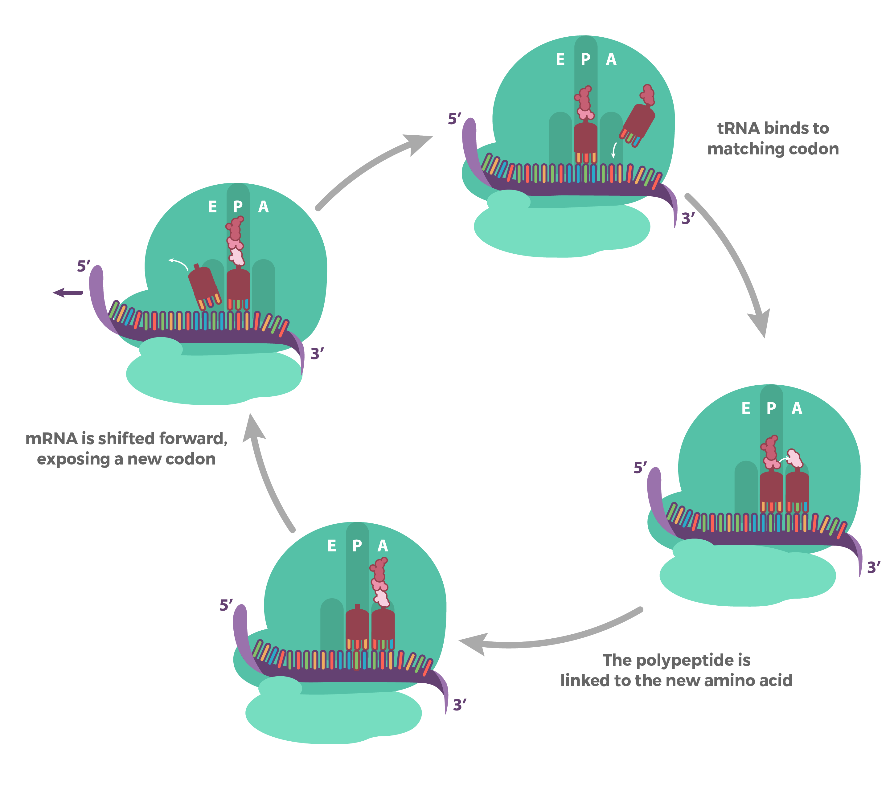 Elongation has three stages: 1) The anticodon of an incoming tRNA pairs with the mRNA codon exposed in the A site. 2) A peptide bond is formed between the new amino acid (in the A site) and the previously-added amino acid (in the P site), transferring the polypeptide from the P site to the A site. 3) The ribosome moves one codon down on the mRNA. The tRNA in the A site (carrying the polypeptide) shifts to the P site. The tRNA in the P site shifts to the E site and exits the ribosome.