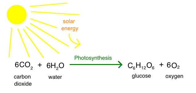 Featured image of post How to Make How Is Sugar Made In Photosynthesis