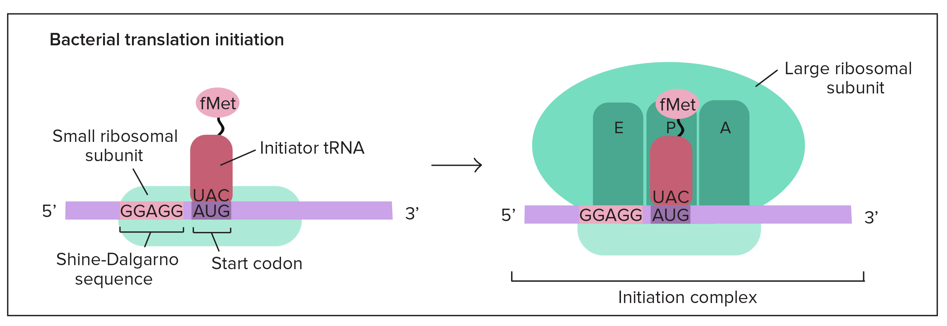 Bacterial translation initiation:

On a bacterial mRNA, a G/A-rich sequence called the Shine-Dalgarno sequence is found slightly upstream (5' of) the start codon (AUG). The small ribosomal subunit recognizes and binds to the Shine-Dalgarno sequence. The small ribosomal subunit also binds to the initiator tRNA (carrying fMet), which forms complementary base pairs with the start codon. As noted in the text, the small ribosomal subunit may sometimes bind first to the mRNA (and then the initiator tRNA), and sometimes the other way around (the initiator tRNA first, and then the mRNA). It's thought that the order of these events may be random.

Once these components have come together, the large ribosomal subunit joins them. The assembled ribosome with mRNA and bound initiator tRNA comprises the initiation complex. The initiator tRNA is in the P site of the assembled ribosome.