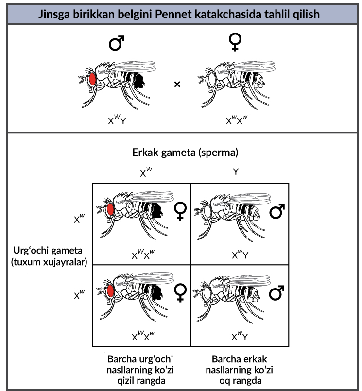 Borovichidagi jinsiy sheriklar