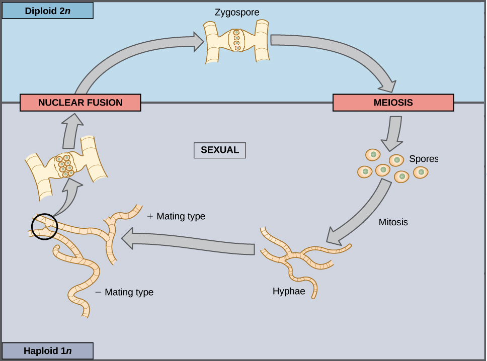 What Is An Organism Sexually